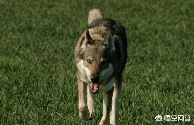 捷克狼犬和中国土狗:如果家狗和野狼从小一块喂养，长大还能友好的相处吗？为什么？