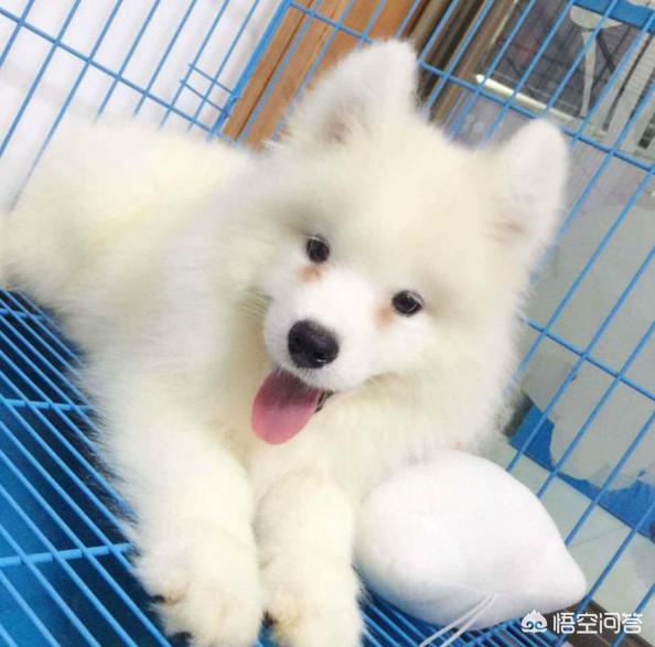 罗威纳幼犬到家:刚到家的小狗为什么放笼子养会更好？