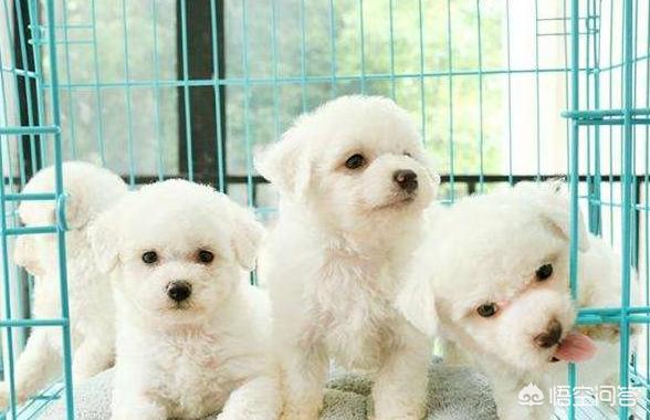罗威纳幼犬到家:刚到家的小狗为什么放笼子养会更好？