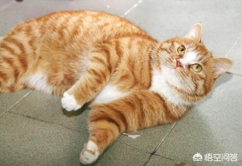公橘猫什么时候发腮？