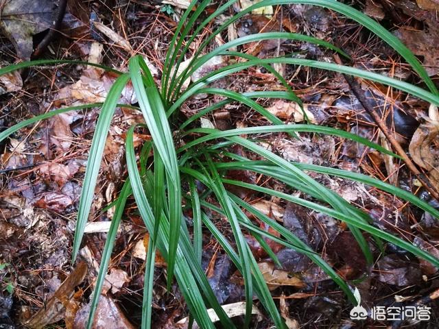 极挑嘉宾摘二级植物:当你面对漫山遍野的野生兰花时，怎么挑选优质的兰花？