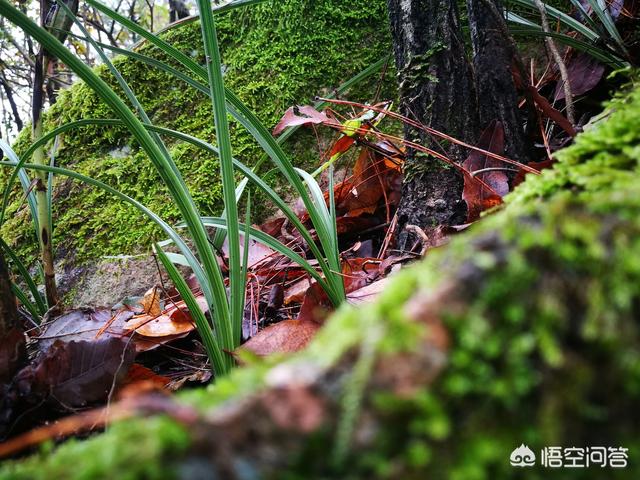 极挑嘉宾摘二级植物:当你面对漫山遍野的野生兰花时，怎么挑选优质的兰花？