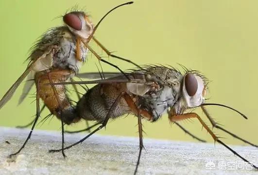 苍蝇太多怎么消灭最好:在农村怎么能快速把苍蝇消灭？