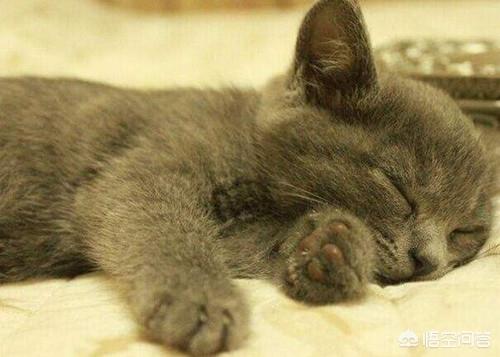 美短猫和英短猫吃什么发腮？