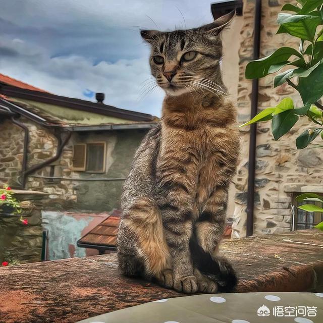 小猫 乱咬:怎么纠正猫咪爱咬人的习惯？