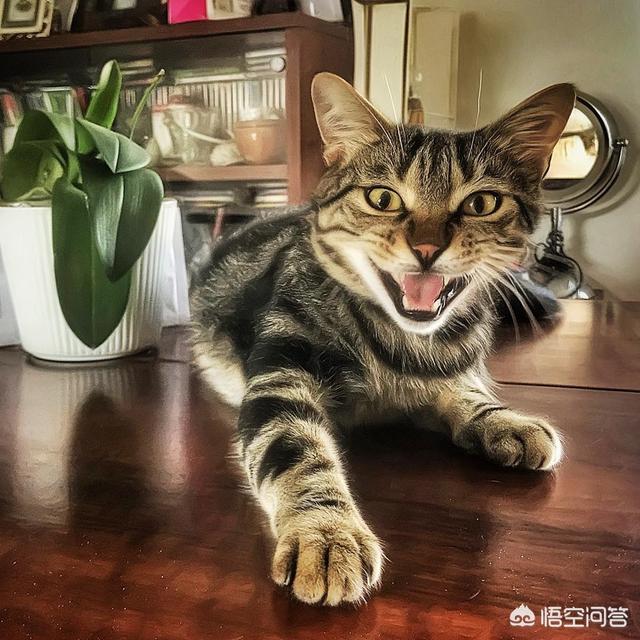 小猫 乱咬:怎么纠正猫咪爱咬人的习惯？