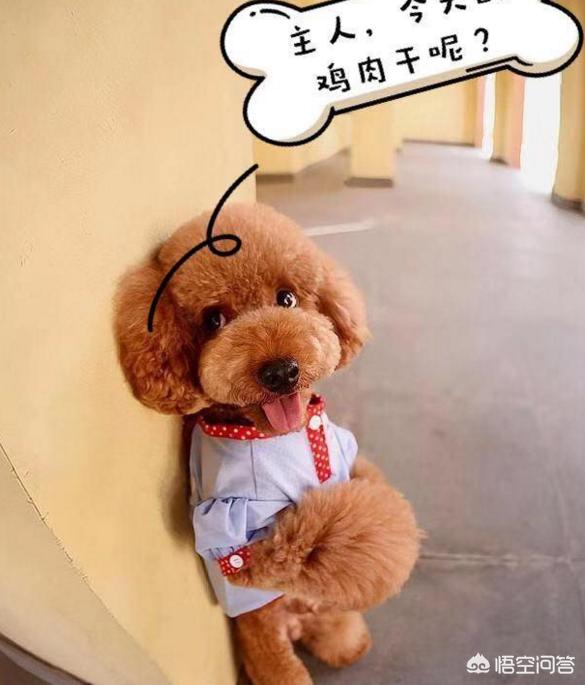 泰迪狗和贵夫人狗图片价格表:泰迪犬是越贵越纯种吗？还需要看什么地方去判断吗？