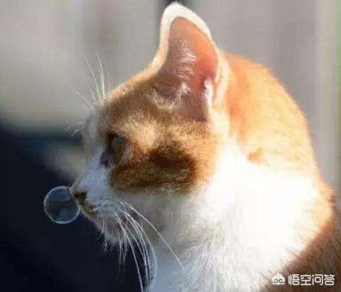 爪哇猫感冒发烧怎么办:猫感冒能吃感康吗，猫咪可以吃人的感冒药感康吗？