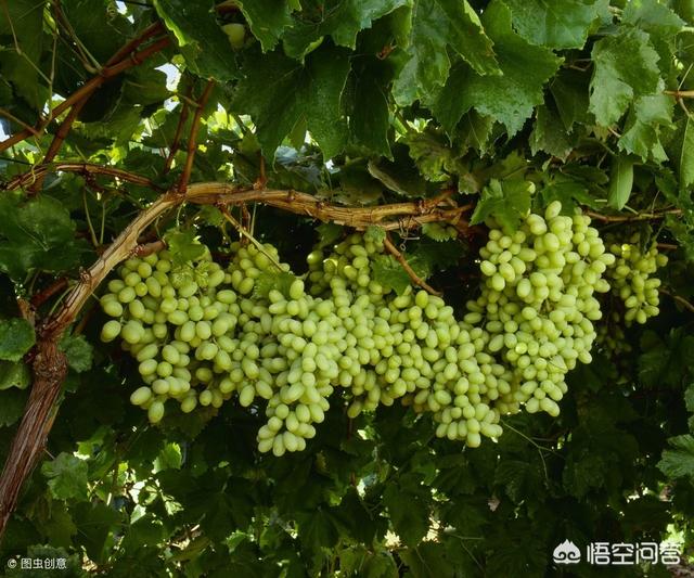 超级无敌小葡萄:农村小园种植哪些品种的葡萄即美观又好吃？