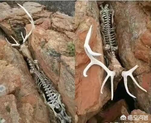hata王子:动漫人物小时候与长大后的对比，有哪些比较萌的？