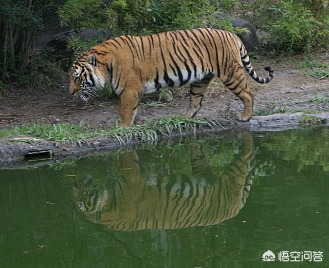 老虎在非洲能生存吗，如果老虎物种入侵了非洲会怎样