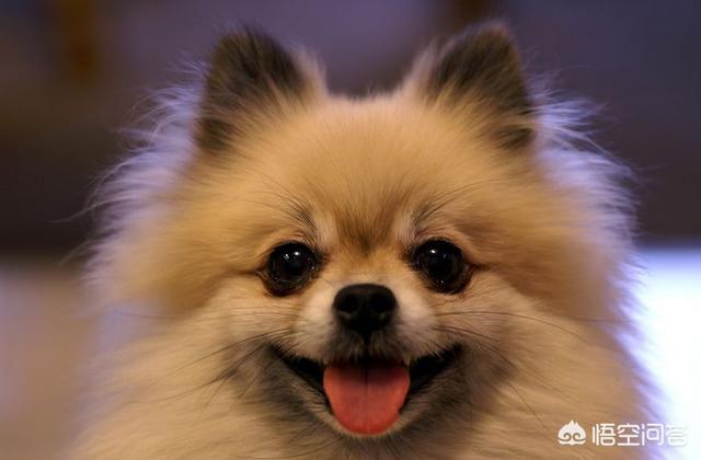 鱼肉狗粮的制作方法:小型犬(博美)狗粮怎么自制？