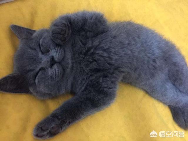 爪哇猫感冒发烧怎么办:小猫轻微感冒有什么解决办法？