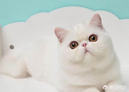 伽菲猫的图片:为什么有些加菲猫比其他的猫贵？