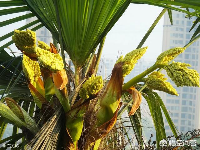 棕榈树的花能吃吗，农村有哪些花可当菜来吃？