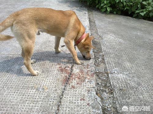 什么狗最忠诚又粘人:哪种狗最忠诚护主，又不用训练，适合新手饲养？