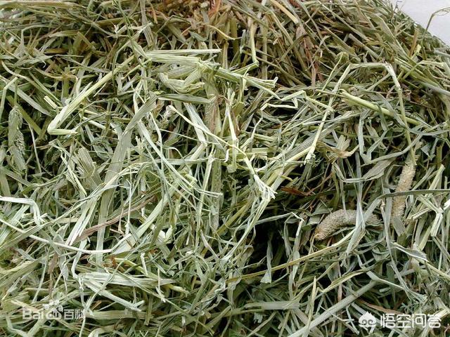 幼年宠物兔拉肚子:宠物兔出现腹泻就一定会死吗？