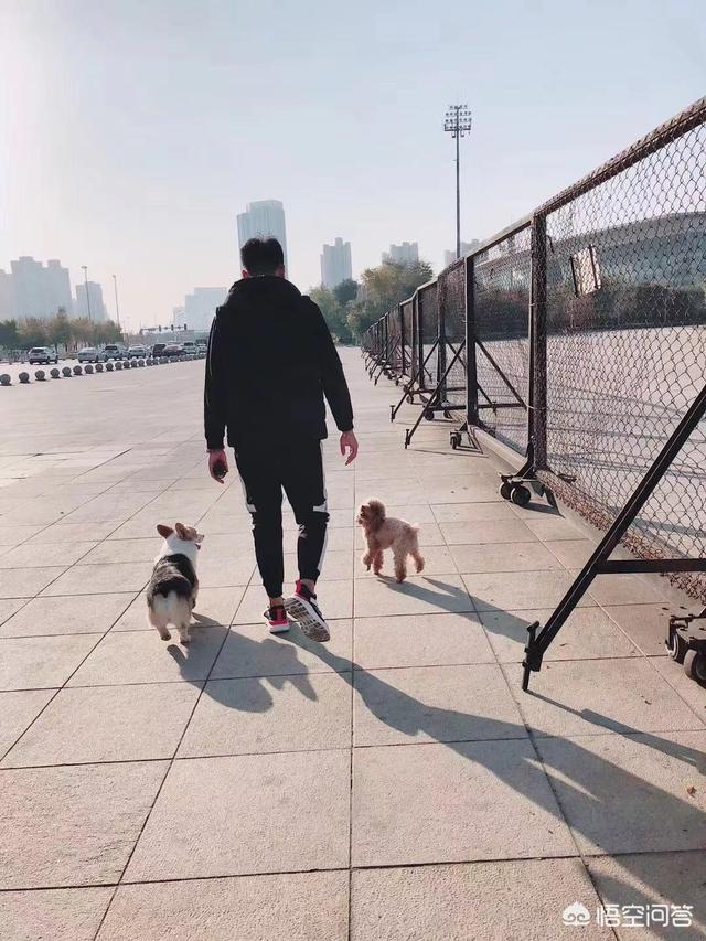 训犬教程:如何训狗练扑咬？目标犬：马犬，五个月？