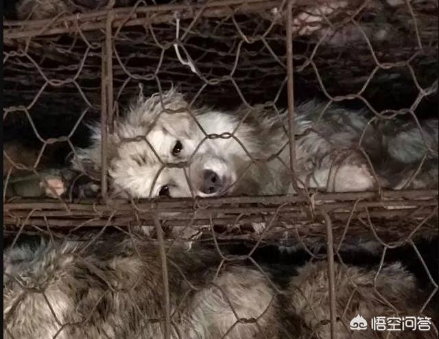 上海狗狗领养:在广州哪里可以领养到可爱的狗狗？