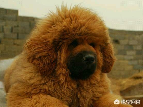 阿波罗藏獒的评定标准:如何挑选一只优秀的藏獒幼犬？有何依据？