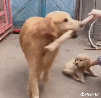 怎么训练狗把你当主人:狗会认狗或其他动物（除人以外）当主人吗？