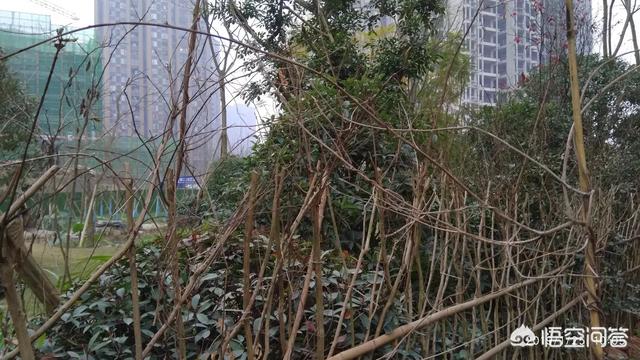 怎么做院子围墙又便宜又好看？插图2