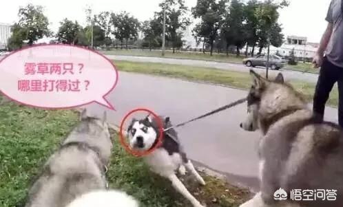 河北藏獒在线:养河北细犬的注意事项是哪些？