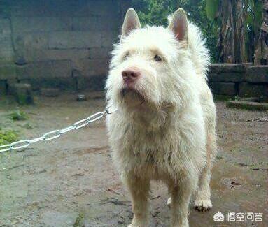 中国超大型犬排名:我国哪种狗是世界上排行第一的猎狗？为什么？