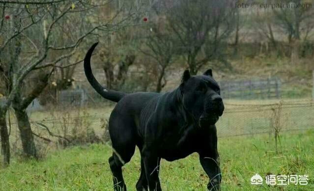 虎皮加纳利犬:加纳利和杜高犬相比，谁的战斗力更强一些？为什么？