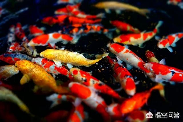 我爱观赏鱼小北子:有谁喜欢水族造景，喜欢观赏鱼吗？这个行业怎么样？