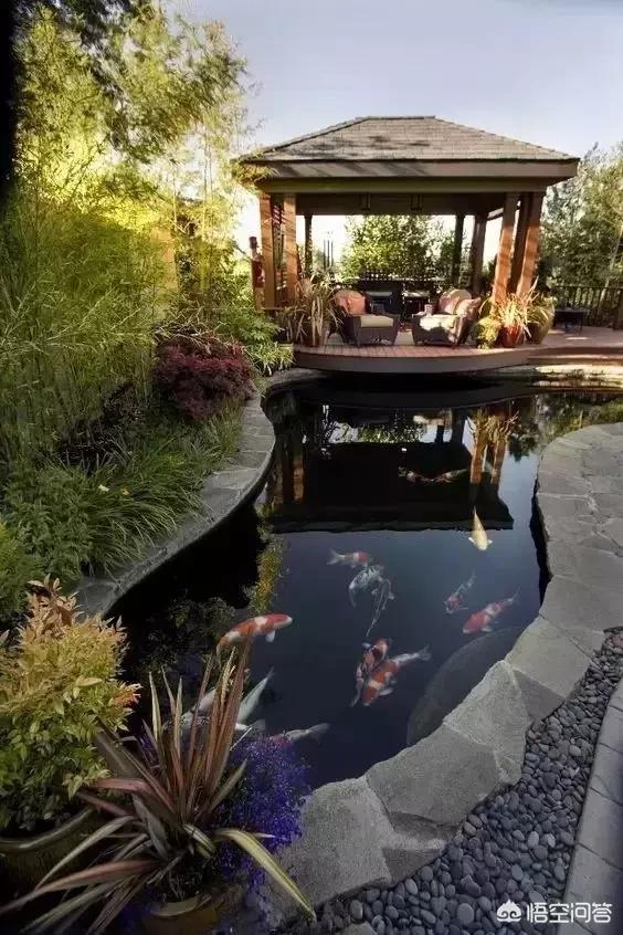 我爱观赏鱼小北子:有谁喜欢水族造景，喜欢观赏鱼吗？这个行业怎么样？
