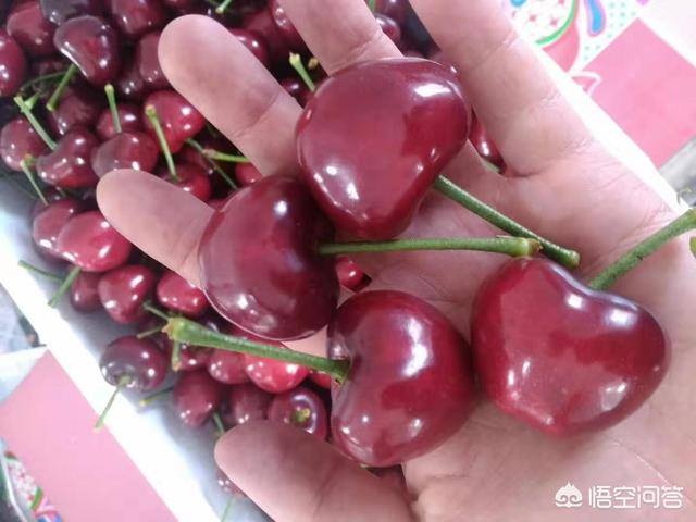 微商车厘子一手货源 车厘子 草莓 砂糖橘 1月份哪个更赚钱 应该如何操作 草莓可以和砂糖橘一起吃吗