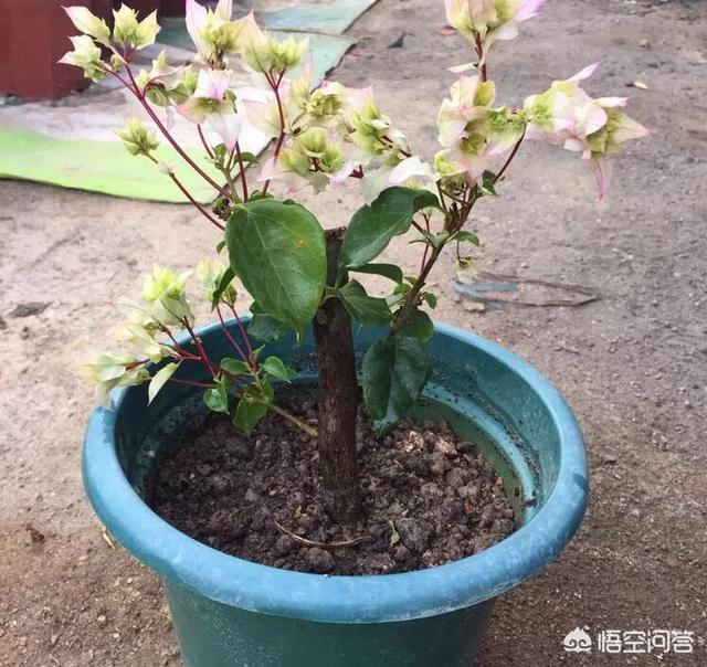 梅完梅了:出门一个月，回来我的三角梅枯萎了，只剩下枝干了，还能活吗