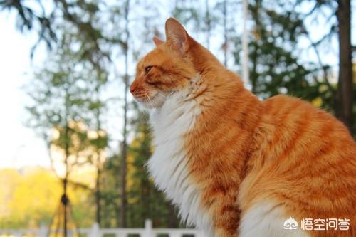如何养胖橘猫:为什么橘猫特别挑食养不胖，橘猫吃得少喂不胖怎么办？ 橘猫养不胖怎么回事