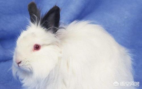 巨型安哥拉兔长毛兔:安哥拉长毛兔患上了耳螨正常吗？
