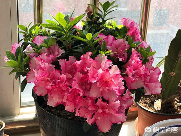 盆栽杜鹃花夏天怎么养:盆栽杜鹃花冬天怎么养 杜鹃长了花苞不开花，花苞慢慢干瘪、落苞，如何处理？