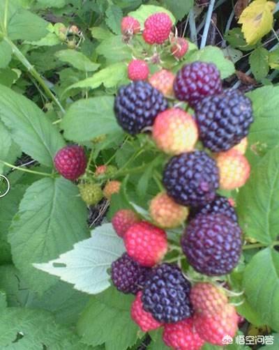 爱博欣红乳葡萄:新乡地区种植哪种葡萄最好？