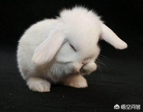 垂耳兔的图片:耳朵有耳螨的兔子能买吗,耳朵有耳螨的兔子会好吗？