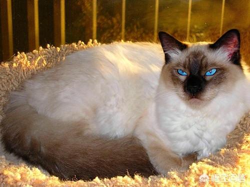 巴厘猫:一个月巴厘猫受凉感冒，一个月巴厘猫感冒会死吗？