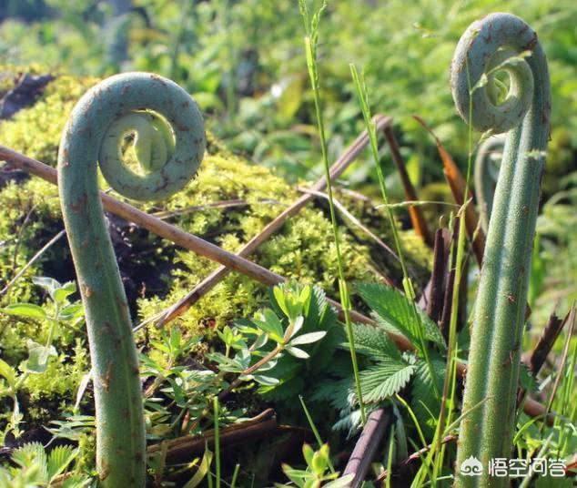 山区农村的野菜很多,哪种野菜不但口感好营养价值也很高？