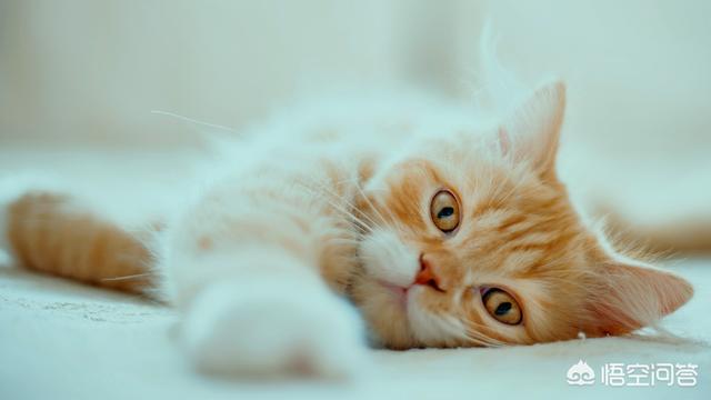 土耳其梵猫:土耳其梵猫换粮拉稀屎正常吗？猫咪拉稀屎吃什么好？