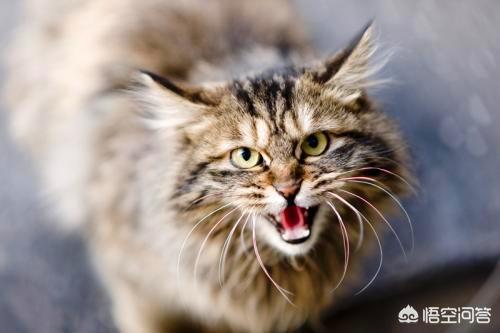猫咪发情怎么处理,猫咪发情了不想给它配种怎么办？