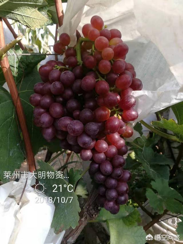 露天葡萄种植技术大全:露天种植什么品种的葡萄品质好效益高？