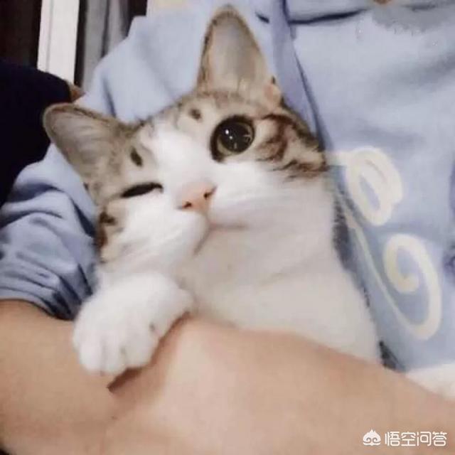 为什么晚上睡觉时猫咪总喜欢靠近自己的头，而且咕噜声还很大？插图60