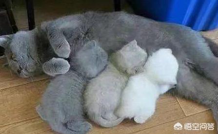 猫咪产后缺乳怎么办:我家母猫正在生小猫没有奶水怎么办刚生第一？