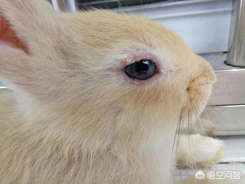 兔子眼里有异物是咋回事，兔子有一只眼睛睁不开怎么回事