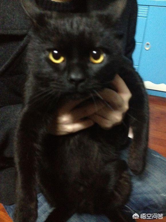 孟买猫:孟买猫拉稀需要去医院吗，孟买猫拉稀能不去医院吗？