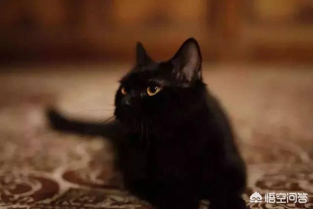 孟买猫:孟买猫拉稀需要去医院吗，孟买猫拉稀能不去医院吗？