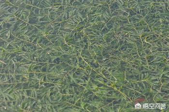 水草种类图谱名称大全:池塘里都有哪些常见的水草？