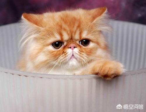 喜马拉雅猫多少钱:四个月喜马拉雅猫感冒，喜马拉雅猫感冒会自愈吗？
